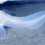 ২৭ হাজার ফুট গভীরে স্নেইল ফিশ নামে এক প্রজাতির মাছ